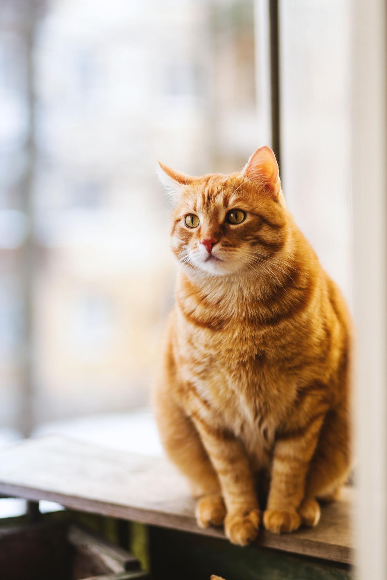 Orange tabby cat sitting on a wooden condo balcony railing with a blurred urban residential building in the background